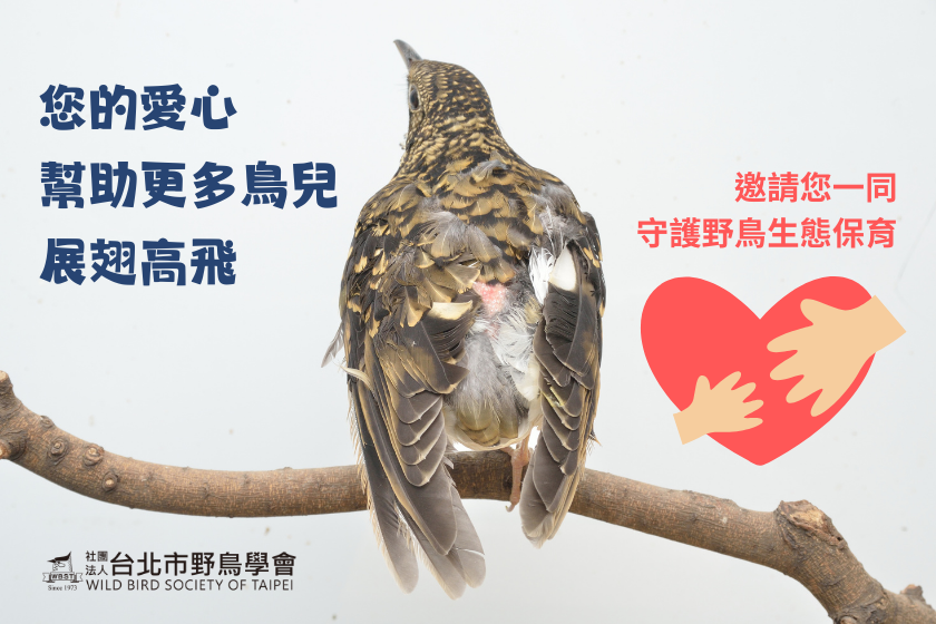 社團法人台北市野鳥學會